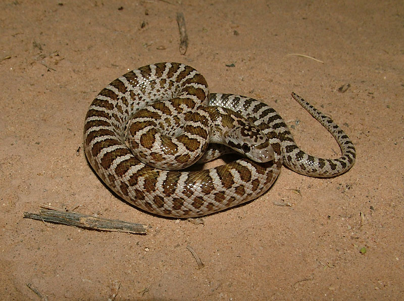 Sonoran Lyre Snake